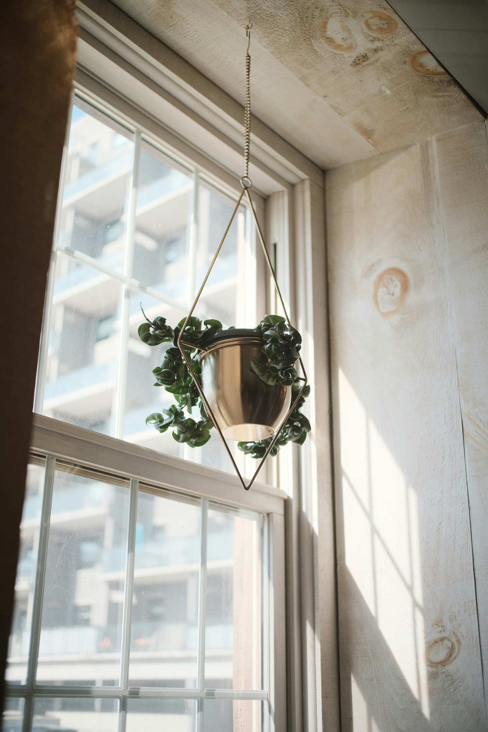 A green plant hanging by a sunlit window
